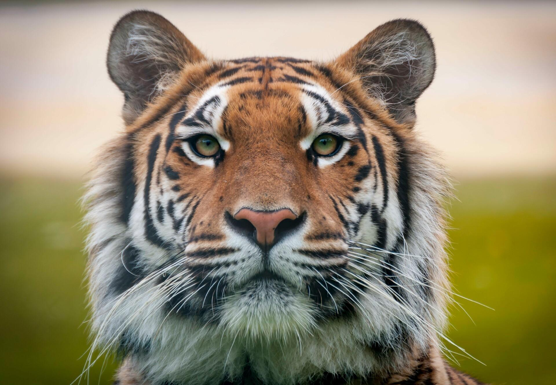 DEVIL-TIGER
